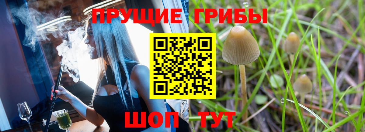 купить  цена  Псилоцибиновые грибы Cubensis  Вход с VPN  Сертолово  Галлюциногенные грибы Psilocybine cubensis 